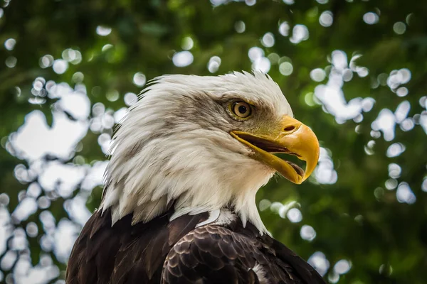 Das Porträt Eines Majestätischen Weißkopfseeadlers Ein Raubvogel Wald — Stockfoto