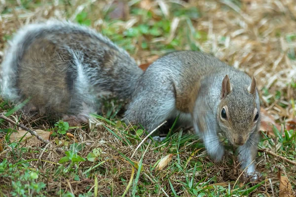 Nahaufnahme Eines Eichhörnchens Das Auf Einem Grünen Gras Läuft — Stockfoto