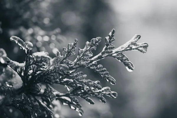 Μια Επιλεκτική Εστίαση Των Φύλλων Ελάτης Dewdrops Ένα Θολό Φόντο — Φωτογραφία Αρχείου