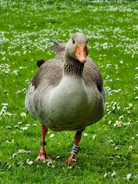 Greylag Liba Sétál Egy Kis Fűben — Stock Fotó