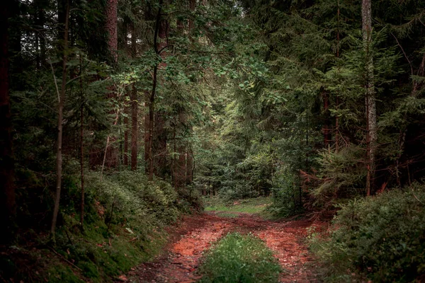 Sentier Forestier Entouré Grands Arbres Plantes Fin Été — Photo