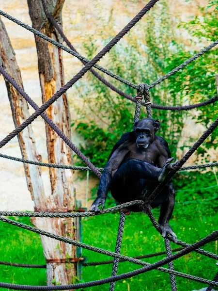 Chimpanzé Noir Fourrure Dans Zoo — Photo