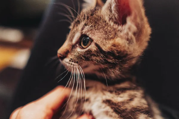 귀여운 고양이를 수직으로 클로즈업 — 스톡 사진