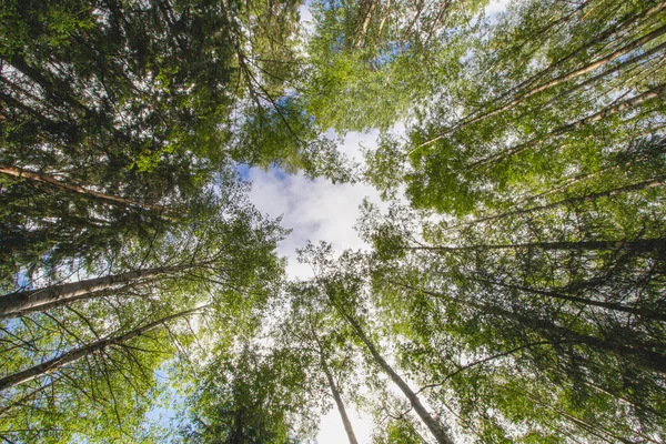 Nízký Úhel Pohledu Listy Stromů Větvích Stromů Rostoucích Lese Slunečného — Stock fotografie