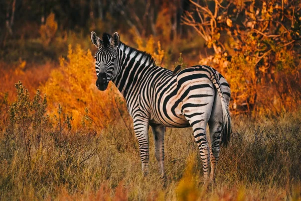 Uitzicht Een Zebra Zijn Habitat Safari Okavanga Delta Botswana — Stockfoto