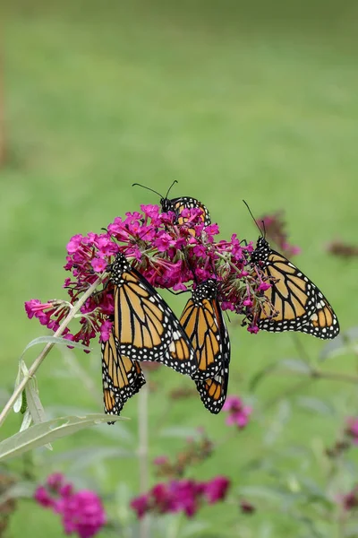 Macro Shot Monarch Butterflies Pink Flower Garden — Stock Photo, Image