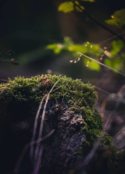 Gros Plan Mousse Verte Sur Rocher Dans Une Forêt — Photo