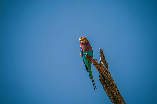 Piękny Kolorowy Ptak Siedzący Gałęzi Safari Okavanga Delta Botswana — Zdjęcie stockowe