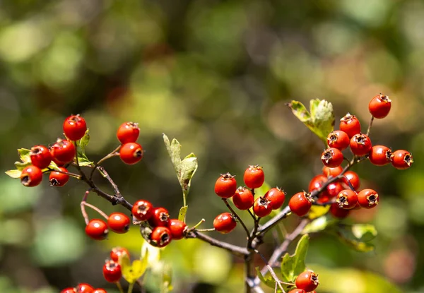 Eine Nahaufnahme Von Leuchtend Roten Weißdornbeeren — Stockfoto