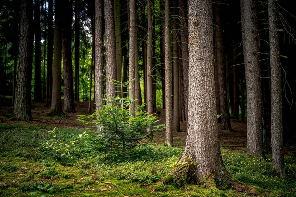 Высокие Деревья Растения Баварском Лесу — стоковое фото