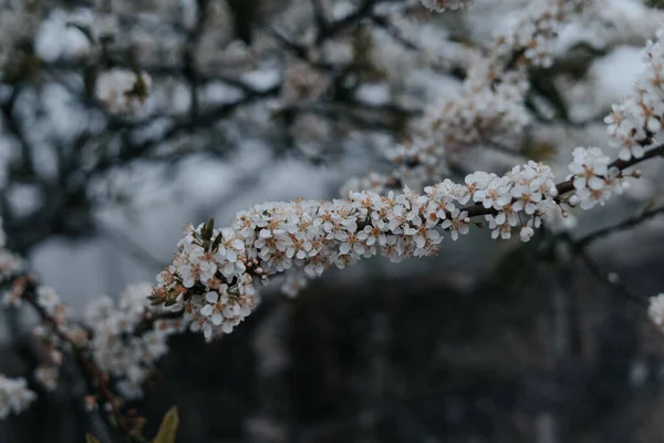 Gros Plan Bel Arbre Blanc Fleuri Dans Champ — Photo