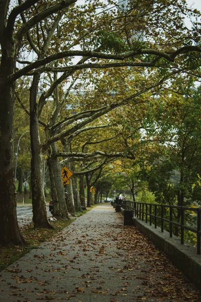 Vertikální Záběr Chodníku Podzimními Listy Obklopenými Stromy New Yorku Usa — Stock fotografie