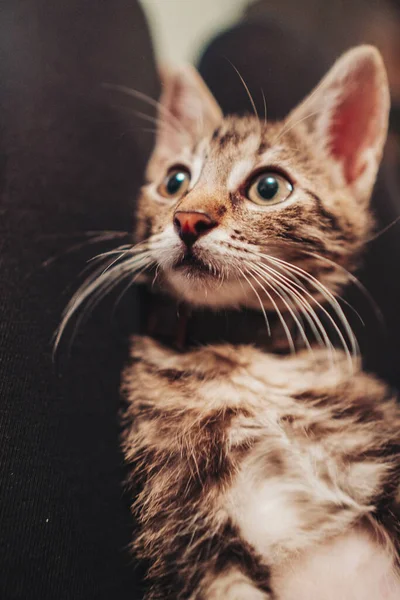 Close Vertical Gatinho Bonito Tabby Cinza — Fotografia de Stock