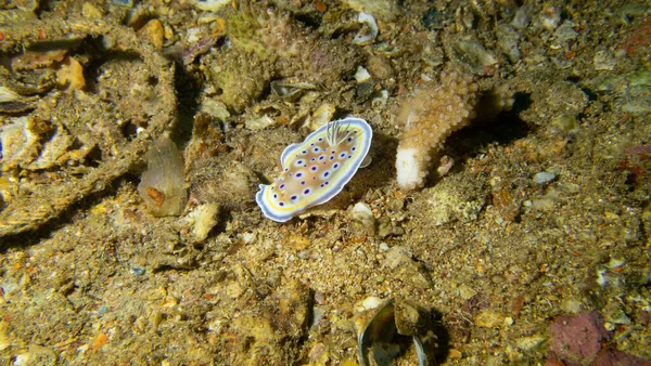 Chromodoris Kuniei Mořský Slimák Potápění Kolem Phuketu Thajsko — Stock fotografie