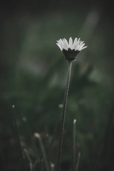 Вибірковий Фокус Білих Квітів Ромашки Саду Темному Тлі — стокове фото