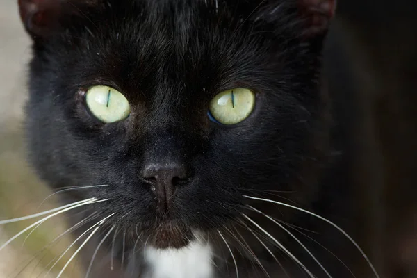 一只黑猫直视方向的选择性聚焦镜头 — 图库照片