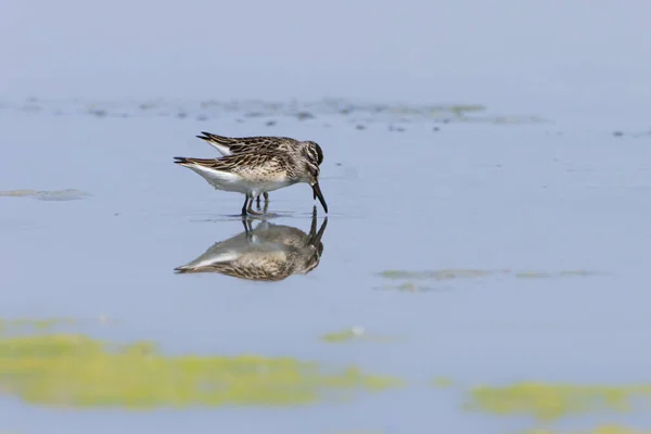 Sandpipers Bico Largo Que Andam Água Calidris Falcinellus Burgas Bulgária — Fotografia de Stock