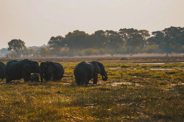 Uma Vista Dos Elefantes Seu Habitat Safári Okavanga Delta Botsuana — Fotografia de Stock