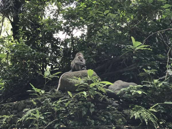 Ein Affe Sitzt Auf Einem Großen Felsen Mit Grünem Laub — Stockfoto