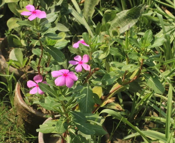 Eine Nahaufnahme Der Bunten Blumen — Stockfoto