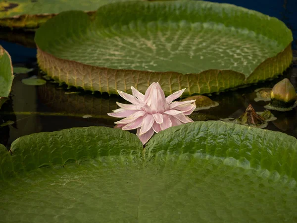 Een Schilderachtig Uitzicht Een Roze Victoria Amazonica Waterplas — Stockfoto