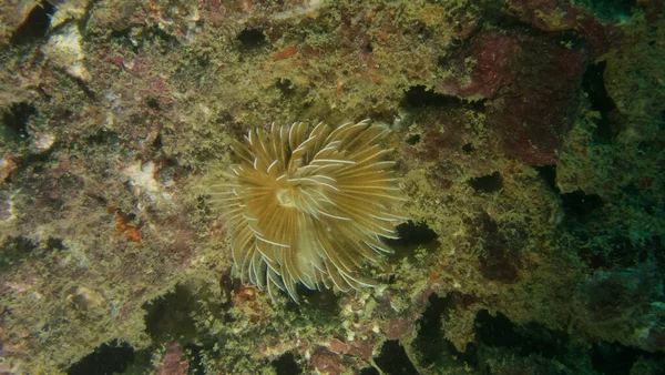 Bela Natureza Subaquática Phuket Tailândia — Fotografia de Stock