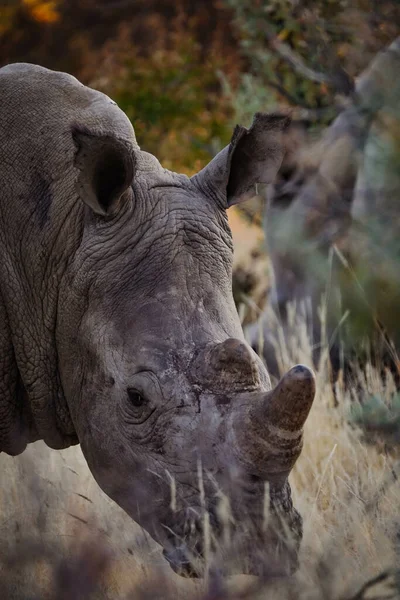 Vertical Shot Rhinoceros Its Habitat Safari Okavanga Delta Botswana — Stock Photo, Image
