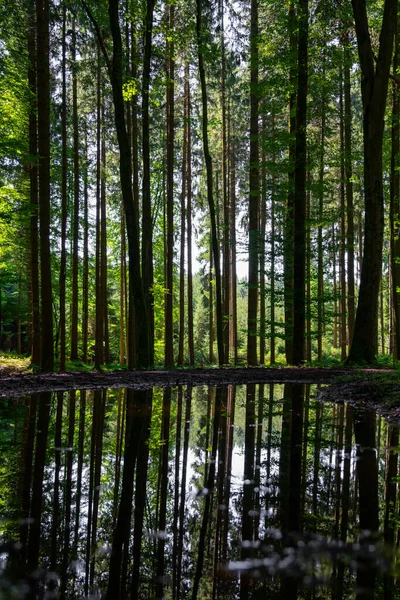 Ein Blick Auf Die Reflexion Der Bäume Auf Einem Winzigen — Stockfoto