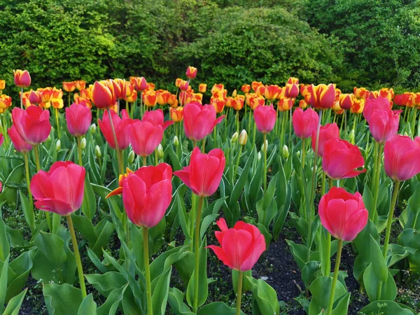 Une Belle Vue Sur Champ Tulipes Aux Couleurs Vives Printemps — Photo