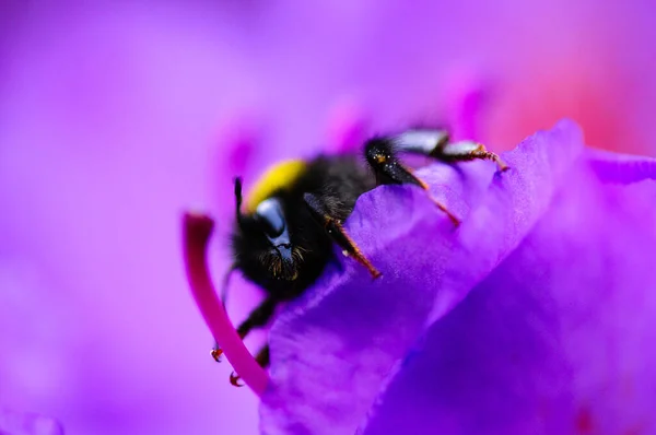 Makroaufnahme Einer Biene Auf Den Blütenblättern Der Violetten Blume — Stockfoto