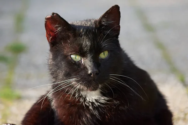 一只黑猫侧视的选择性聚焦镜头 — 图库照片