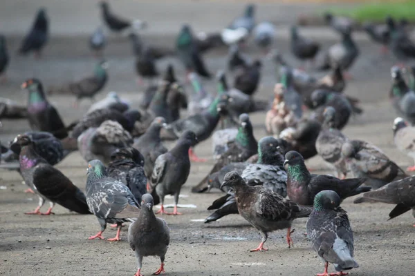 Kocaman Renkli Bir Güvercin Sürüsü Sokaklarda Dolaşıyor — Stok fotoğraf