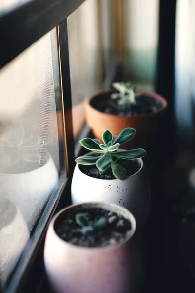 Plan Vertical Pots Avec Des Succulents Sur Rebord Fenêtre — Photo