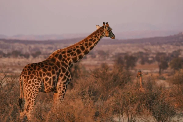 Uma Vista Uma Bela Girafa Seu Habitat Safari Okavanga Delta — Fotografia de Stock