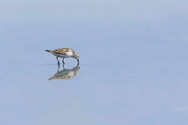 Červený Uzel Kráčející Vodě Calidris Canutus Burgas Bulharsko — Stock fotografie