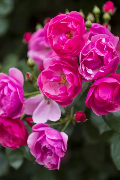 Colpo Verticale Fioritura Rosa Floribunda Rose Giardino — Foto Stock