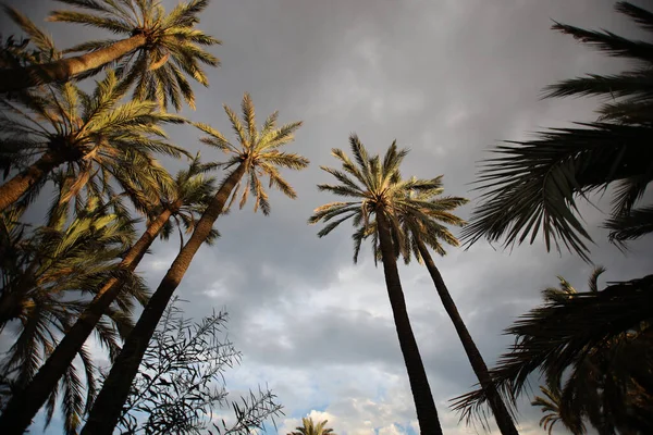 Low Angle Shot Tall Palm Trees Park Gray Thunderous Clouds — Stock Photo, Image