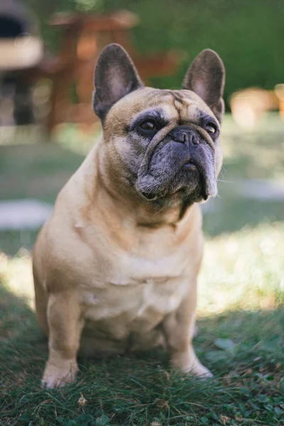 Tiro Vertical Cão Jardim Durante Luz Solar — Fotografia de Stock