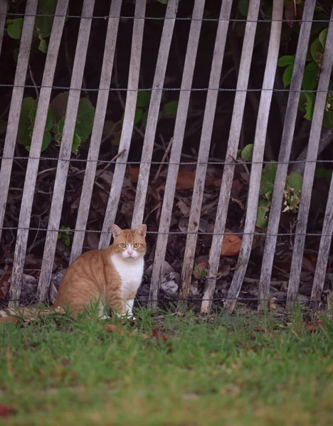 Disparo Vertical Lindo Jengibre Gato Blanco Campo Frente Una Valla —  Fotos de Stock