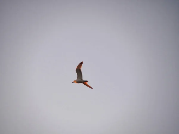 Pássaro Voando Alto Contra Céu Sombrio — Fotografia de Stock