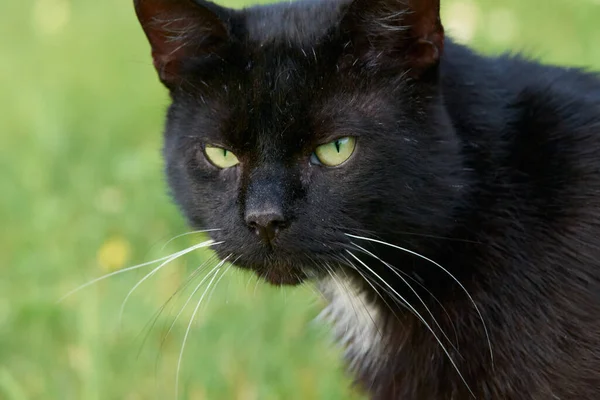 一只黑猫侧视的选择性聚焦镜头 — 图库照片
