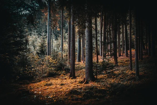 Los Árboles Altos Vista Del Bosque Través Agujero Finales Del — Foto de Stock