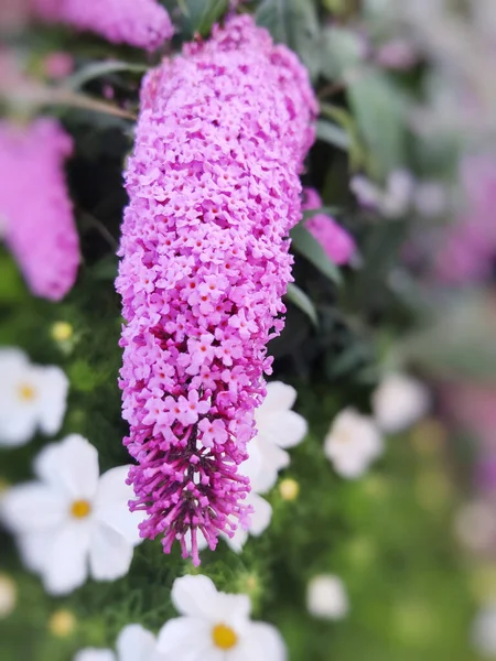 Ένα Κοντινό Πλάνο Των Ανθισμένων Μοβ Λουλουδιών Στον Κήπο — Φωτογραφία Αρχείου