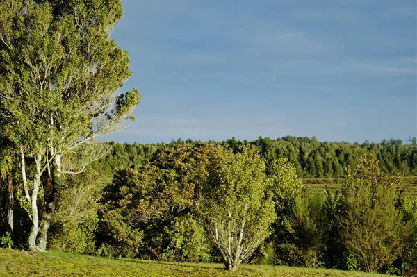 Denso Bosque Pinos Verdes —  Fotos de Stock