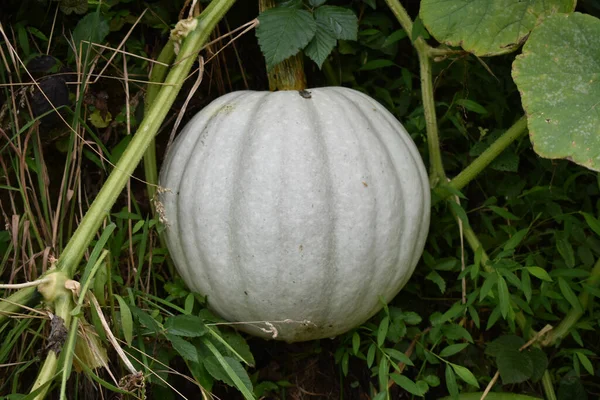 Une Citrouille Mûrissante Dans Jardin — Photo