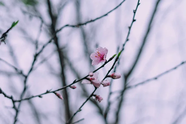 Eine Nahaufnahme Von Einem Zweig Aus Weißen Und Rosa Blühenden — Stockfoto