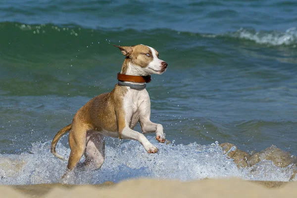 Cane Che Gioca Sulle Onde Vicino Alla Riva — Foto Stock