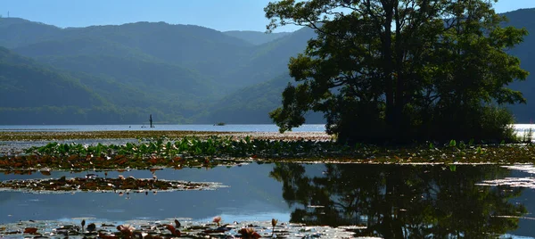 日本北海道 夏天在湖边的一棵树的照片 — 图库照片