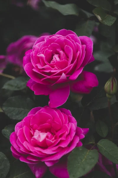 Tiro Vertical Flores Rosa Floribunda Rosas Jardim — Fotografia de Stock