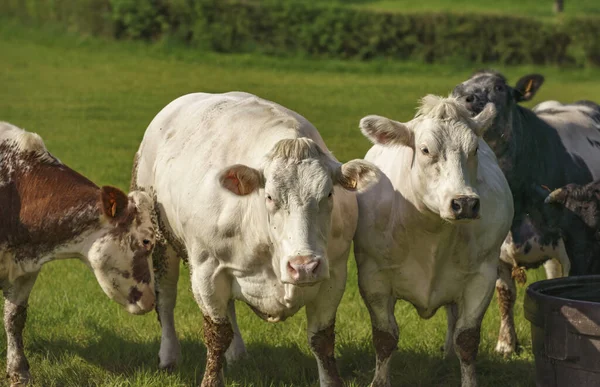日当たりの良い草原で牛の選択的なフォーカスショット — ストック写真
